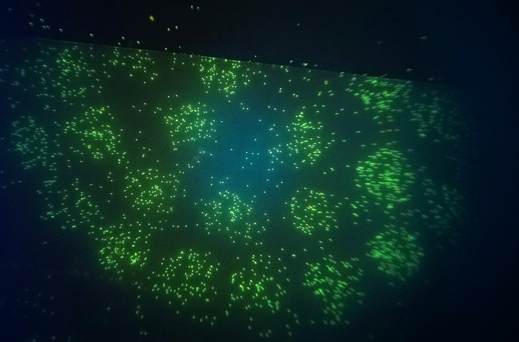 Fluoreszierende Legionellen. - BlueLab - © BlueLab
