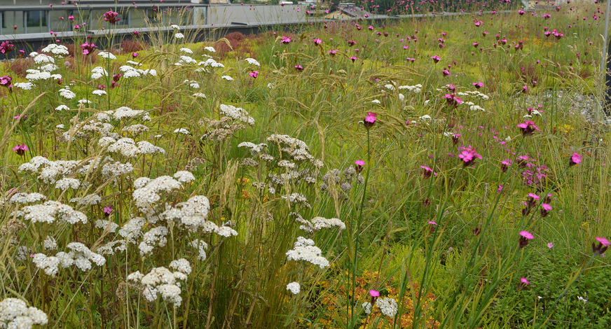 Bild 3 … darunter befindet sich die wurzelfeste Dachabdichtung. Später folgen auf den Mäander-Elementen ein Filtervlies und das Extensivsubstrat mit Vegetation als Mischung aus Kräutern, Gräsern und Sedum. Der Aufbau des Retentionsdachs bewirkt eine starke Minderung des Spitzenabflusses und bietet einen hohen Wasserrückhalt.