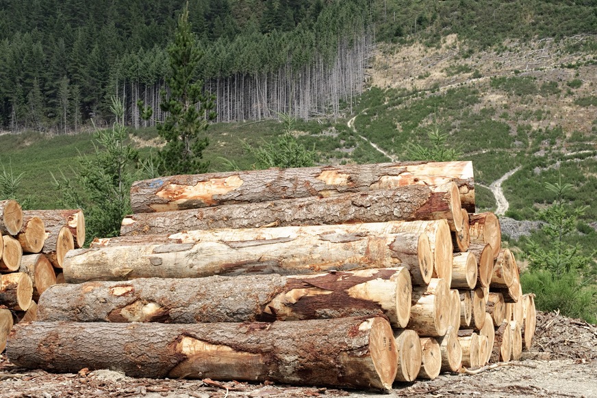 Trotz hoher Nachfrage nach Schnittholz und entsprechend gestiegenen Schnittholzpreisen, leiden die Waldbesitzenden seit Längerem unter einem schlechtem Holzmarkt.