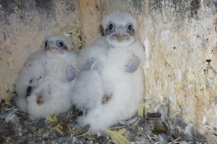 Wanderfalkennachwuchs im Nistkasten am Heizkraftwerk der Stadtwerke Bochum in Hiltrop.&nbsp;