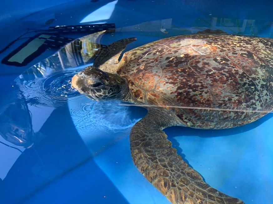 Bei Wassertemperaturen zwischen 23 und 26 °C können sich Schildkröten optimal erholen.
