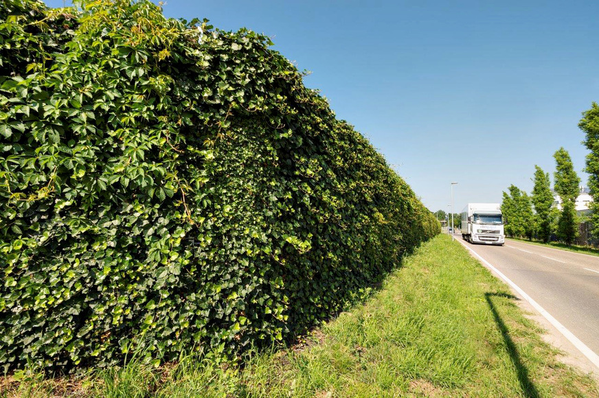 Bild 6 Die Bewohner des Quartiers sparen Niederschlagsgebühren, weil ihr Regenwasser genutzt wird. Die begrünte Wand absorbiert Schall, statt ihn zu reflektieren, und filtert Feinstaub. Sie ist ein Habitat für Kleintiere, wandelt Kohlendioxid in Sauerstoff um und kühlt im Sommer durch Verdunstung.