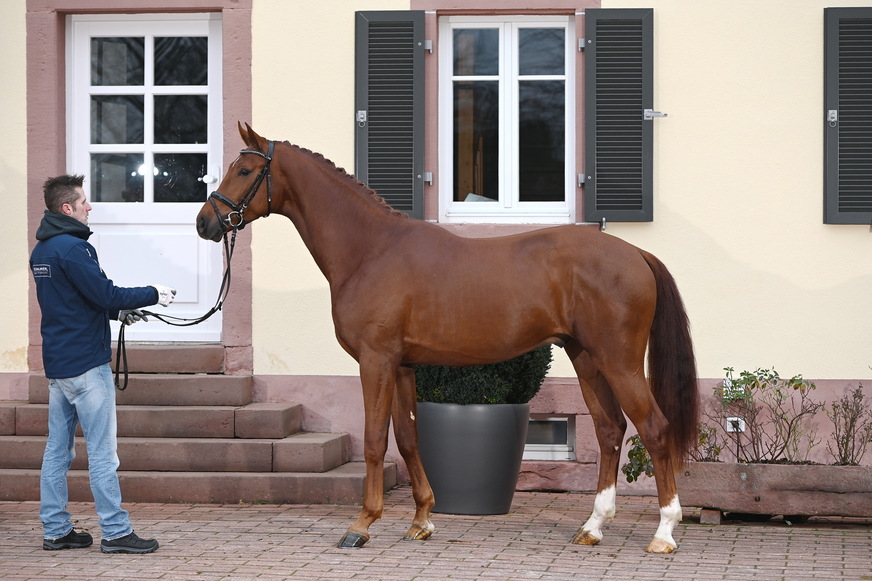 Die Sport Pferde Zucht Galmbacher hat sich seit ihrer Gründung 2001 einen hervorragenden Ruf für besondere, gut ausgebildete Pferde erworben.