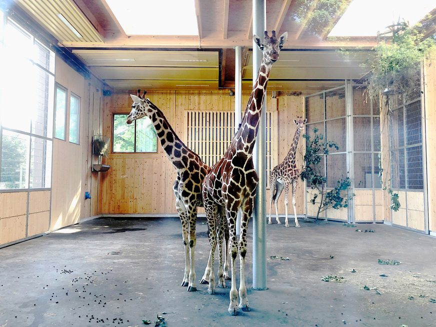 Bild 4 Im Giraffenhaus sind die savannengelb lackierten Heizbänder in 8 m Höhe montiert.
