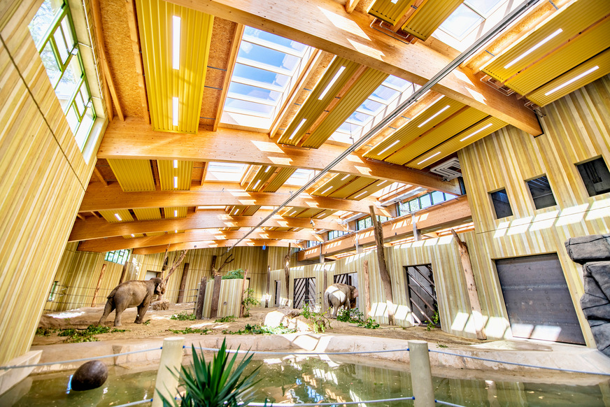 Bild 3 Im Elefantenhaus herrscht ein Gewächshausklima, das von den Frenger-Deckenstrahlplatten problemlos vertragen wird.&nbsp;Elefanten bewerfen sich gerne mit Sand, deshalb sind robuste Werkstoffe&nbsp;bei der Deckenheizung erforderlich. Die integrierte LED-Beleuchtung&nbsp;ist mit einer vorgesetzten Schutzscheibe geschützt.