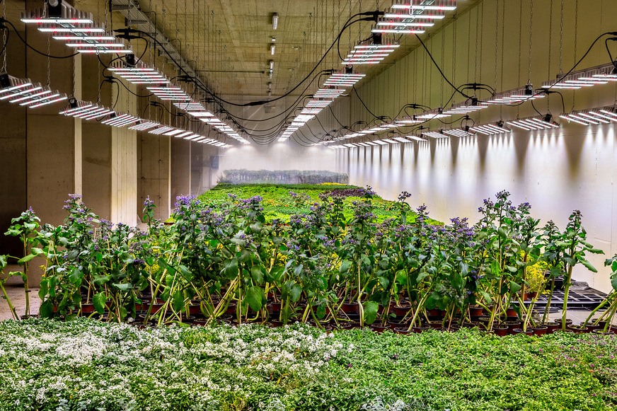 Bild 3 Die Indoor-Farm garantiert das ganze Jahr über frische Kräuter und Blüten.