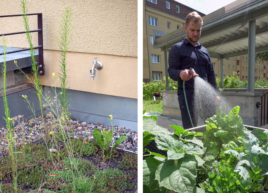 Bild 4 Der auf den Dächern auftreffende Niederschlag wird gesammelt und zur Bewässerung des begrünten Innenhofs sowie sechs Hochbeeten und Beeten auf der Dachterrasse genutzt. Der Speicherüberlauf versickert in einer Mulde.