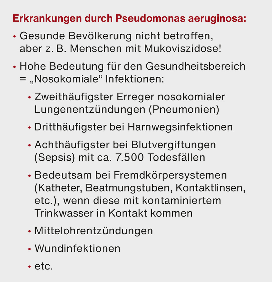 Bild 3 Pseudomonas aeruginosa ist besonders für immungeschwächte Patienten gefährlich. Das Bakterium ist bekannt für seine Resistenz gegenüber vielen Antibiotika und verursacht oft schwer behandelbare Infektionen.