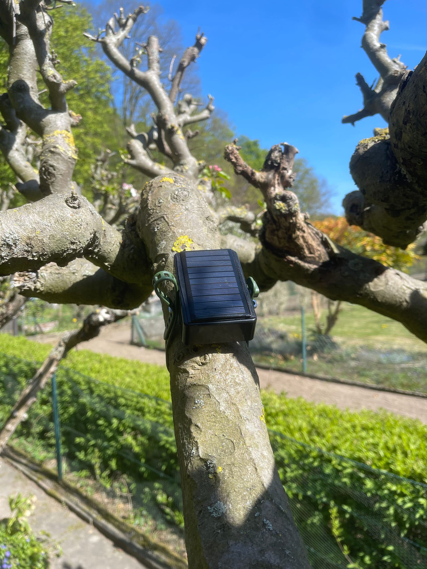 Smarter Baum in Hürth.