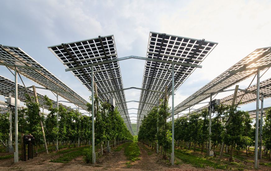 Kernobst, wie Äpfel, profitiert besonders von der Schutzwirkung durch Photovoltaik-Module, die hier Hagelschutznetze ersetzen.
