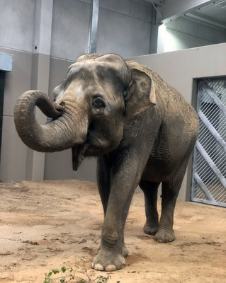  Das Elefantenhaus im Tierpark Cottbus wird über Deckenstrahlplatten beheizt.