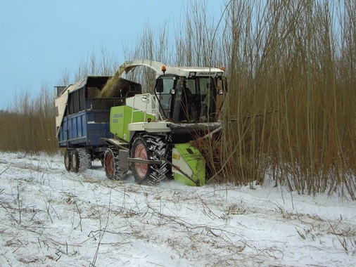 Ernte einer Kurzum­triebsplantage. Mobilität oder Wärme. Wer bekommt die Biomasse?