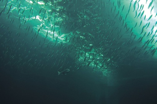 Das 9m tiefe Schwarmbecken fasst rund 2,6 Mio. Liter Wasser. Die 11 × 5m große Acrylglasscheibe ist mehr als 30 cm dick und wiegt 22t.

Ein Heringsschwarm im Aquarium ist eine besondere Rarität. Fang und Haltung stellen extrem hohe Anforderungen an die Aquarianer. - © Siemens Building Technologies
