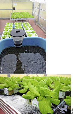 
9
 Im Gewächshaus der „Roof Water-Farm“ stehen Pflanztische für Hydroponik. Die Wurzeln ragen in das durchfließende Wasser, dem Ablauf der Aquakultur – also des Beckens, in dem Schleien und Afrika-Welse gezüchtet werden. So wird der Fischkot als willkommener Dünger für Endiviensalat und Pak-Choi-Kohl in gelöster Form mitgeliefert. 
