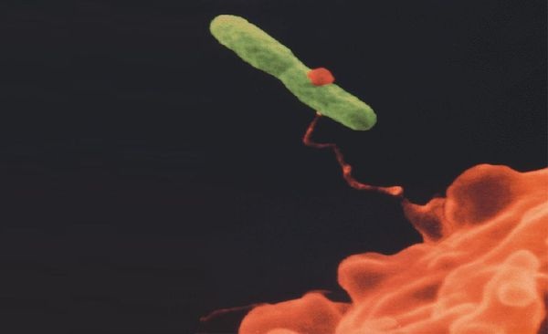 Eine Amöbe (rot) lässt eine Legionelle (grün) in die Amöbenzelle eindringen. Hier können einige chemische Desinfektionsmittel den Legionellen nichts anhaben. - Chandler Medical Center, University of Kentucky - © Chandler Medical Center, University of Kentucky
