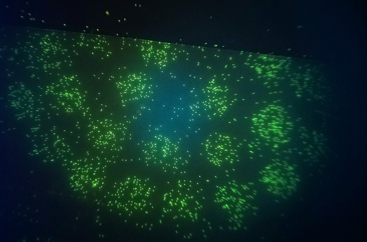 Fluoreszierende Legionellen. - BlueLab - © BlueLab
Fluoreszierende Legionellen. - BlueLab - © BlueLab