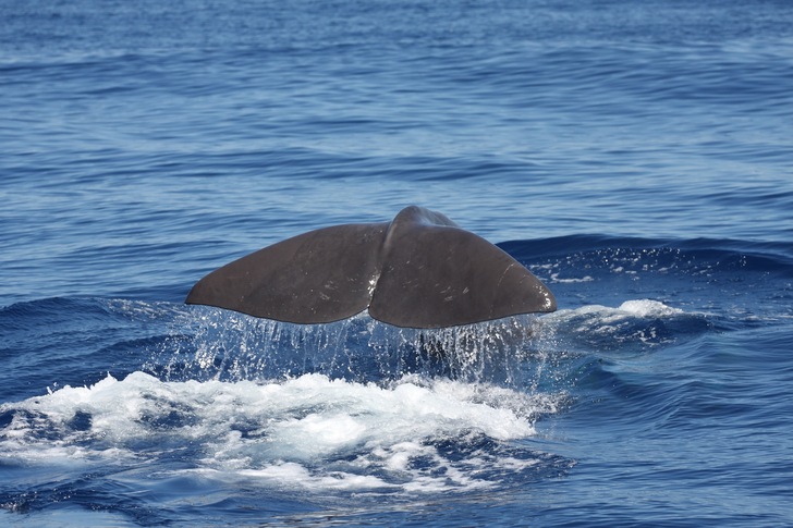 Die Verringerung von CO 2 -Emissionen trägt nicht nur dazu bei, die globale Erwärmung zu reduzieren. Auch die Versauerung der Ozeane kann so verlangsamt werden.