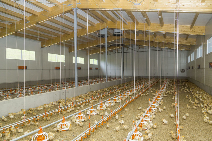 Vormaststall für Küken mit Industrieflächenheizung in der Bodenplatte.