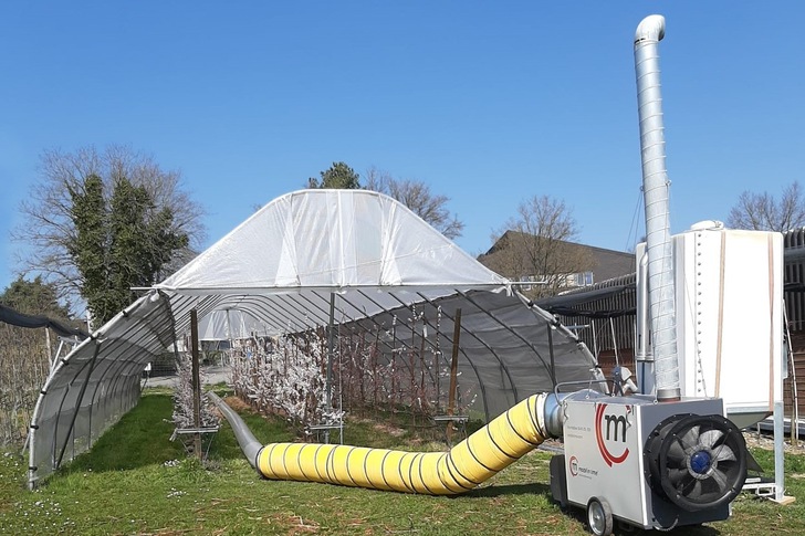 Mit einem Pellfix erzeugte Warmluft schützt die Aprikosenblüten im Folientunnel.