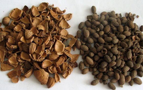 Mandelschalensplitter und Olivenkerne