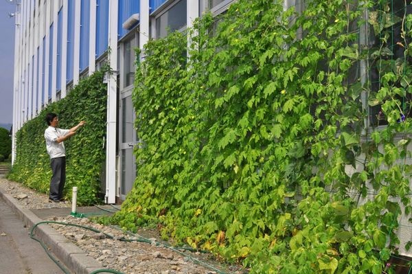 Firmengebäude von Kyocera in Japan mit einem Pflanzenvorhang. - © Kyocera
