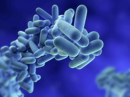 Bild 1: Legionella pneumophila – das vom kommunalen Versorgungsunternehmen bereitgestellte Trinkwasser ist nicht steril.