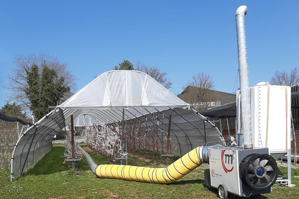 Mit einem Pellfix erzeugte Warmluft schützt die Aprikosenblüten im Folientunnel.