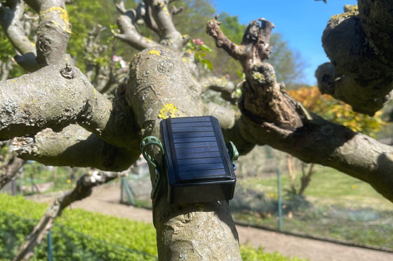 Smarter Baum in Hürth.