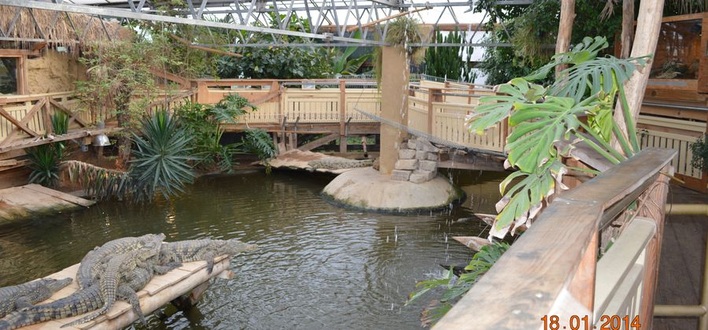 Krokodile genießen die Strahlungswärme der flüssiggasbefeuerten Dunkelstrahlerheizung. (Quelle: Vacurant)